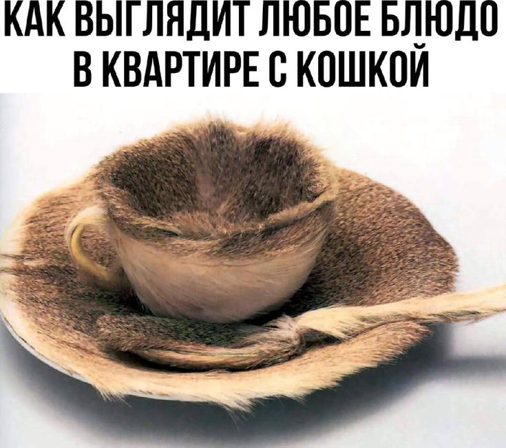КАК ВЫГЛЯДИТ ЛЮБОЕ БЛЮДО В КВАРТИРЕ С КОШКОЙ