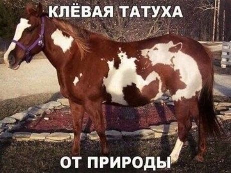 КЛЁВАЯ ТАТУХА ОТ ПРИРОДЫ