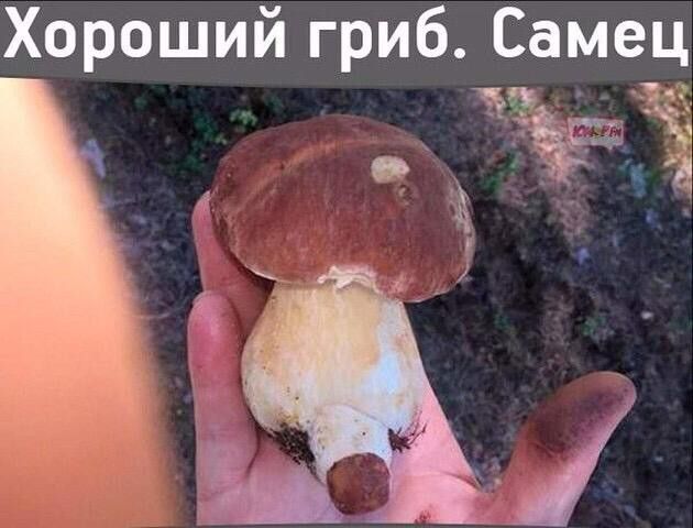 Хороший гриб. Самец