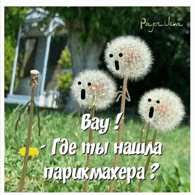 Вау ! - Где ты нашла парикмахера ?