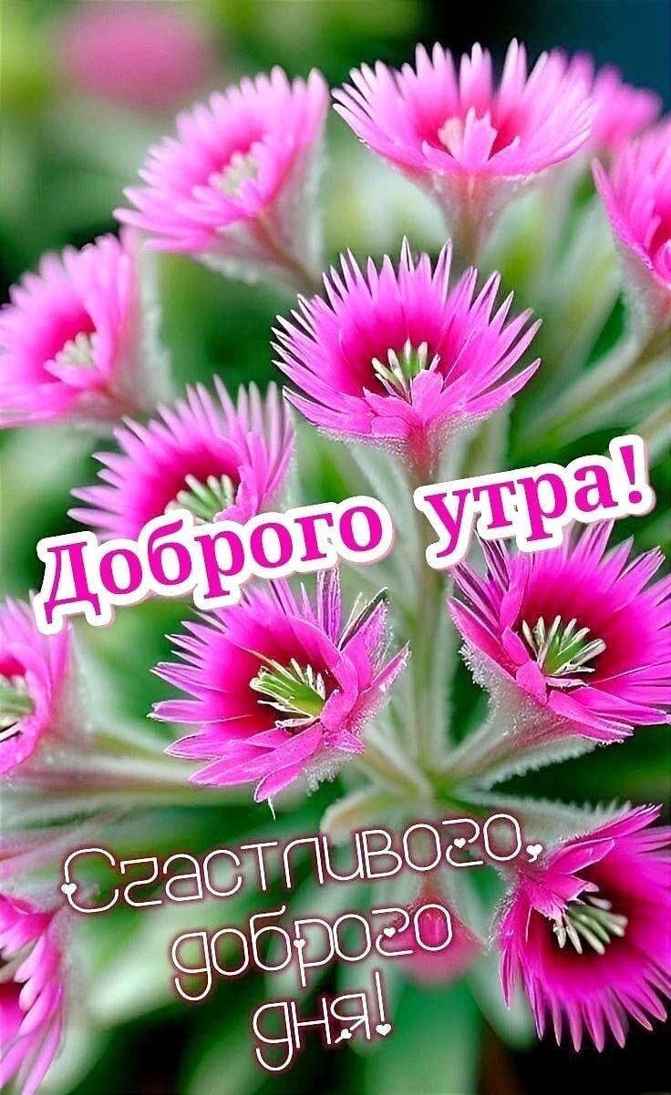 Доброго утра! Счастливого, доброго дня!