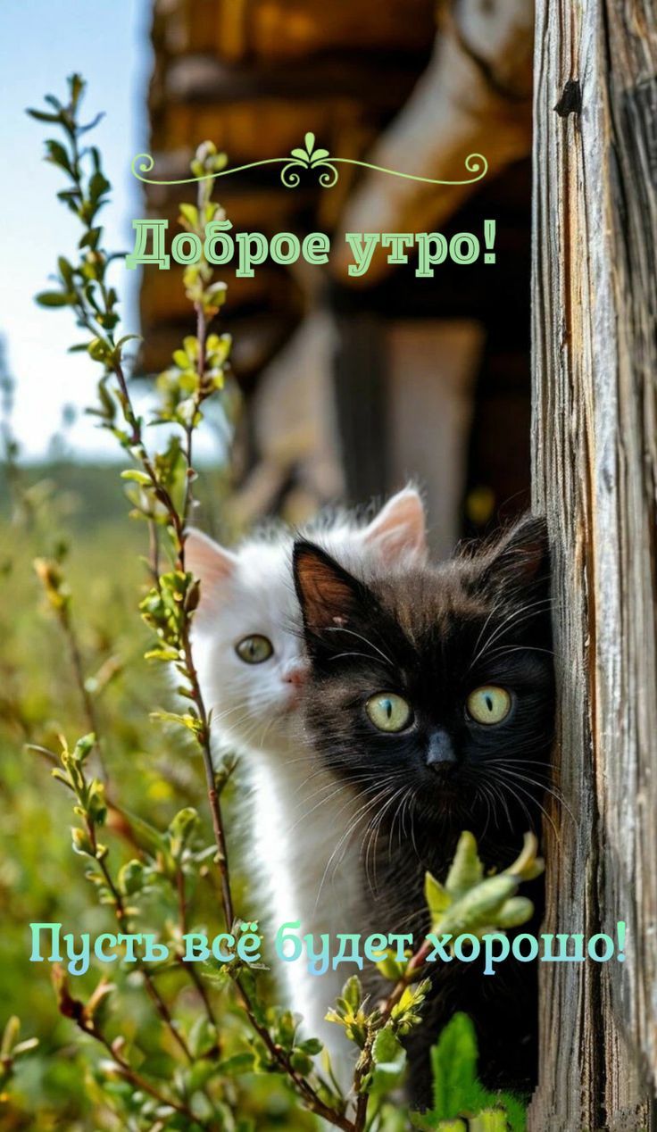 Доброе утро!
Пусть всё будет хорошо!