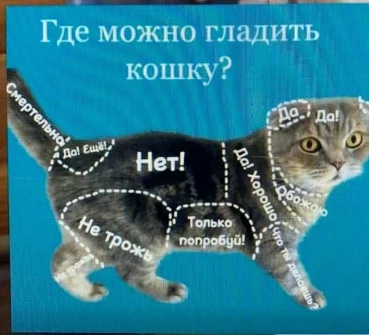 Где можно гладить кошку?
Смертельная: Нет!
Да! Ещё! Да! Да! Хорошо, что робото!
Не трожь.
Только попробуй!