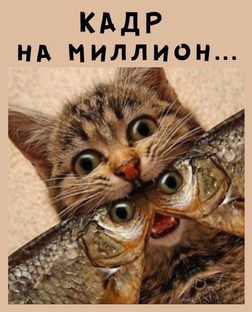 КАДР НА МИЛЛИОН...