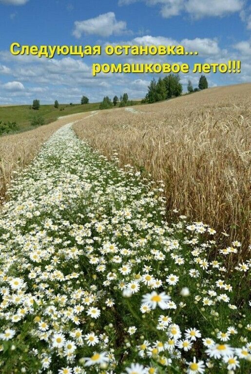 Следующая остановка... ромашковое лето!!!