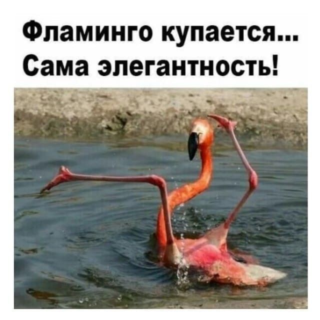 Фламинго купается... Сама элегантность!