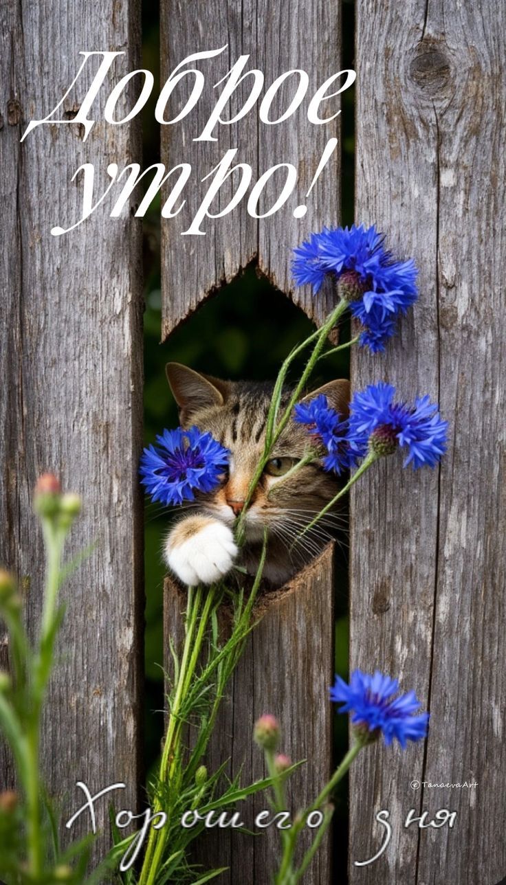 Доброе утро! Хорошего дня