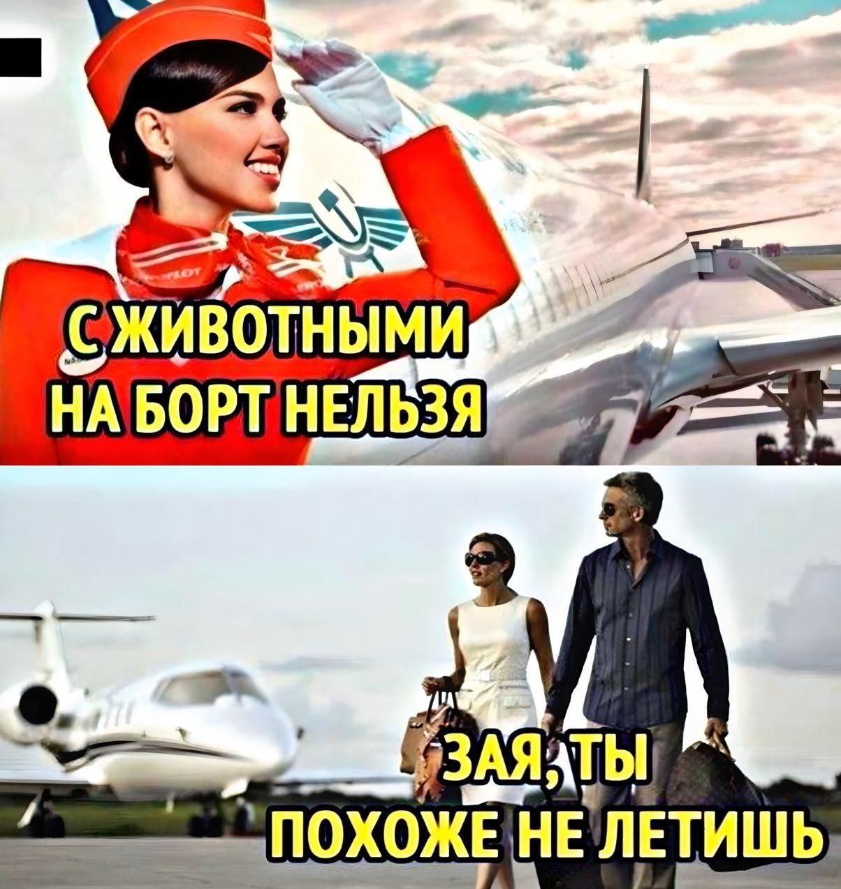 С ЖИВОТНЫМИ НА БОРТ НЕЛЬЗЯ
ЗАЯ, ТЫ ПОХОЖЕ НЕ ЛЕТИШЬ