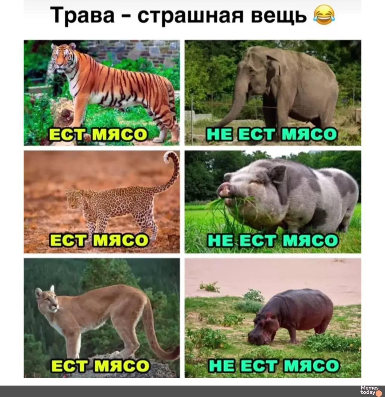Трава – страшная вещь 😂
ЕСТ МЯСО
НЕ ЕСТ МЯСО
ЕСТ МЯСО
НЕ ЕСТ МЯСО
ЕСТ МЯСО
НЕ ЕСТ МЯСО