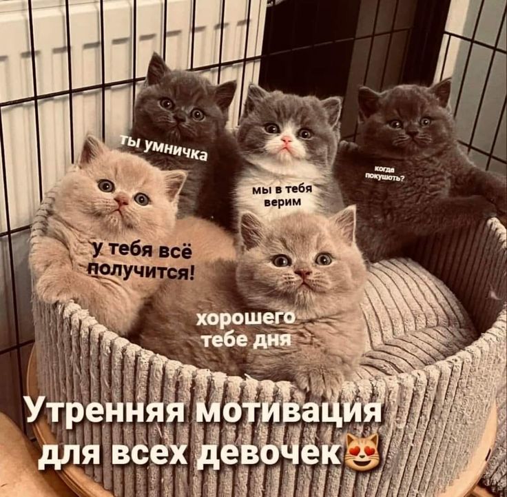 Утреняя мотивация для всех девочек
Ты умничка
У тебя всё получится!
Мы в тебя верим
Хорошего тебе дня
Можно получить?
