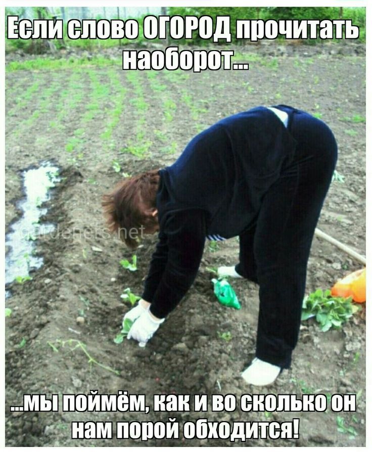 Если слово ОГОРОД прочитать наоборот...
...мы поймём, как и во сколько он нам порой обходится!