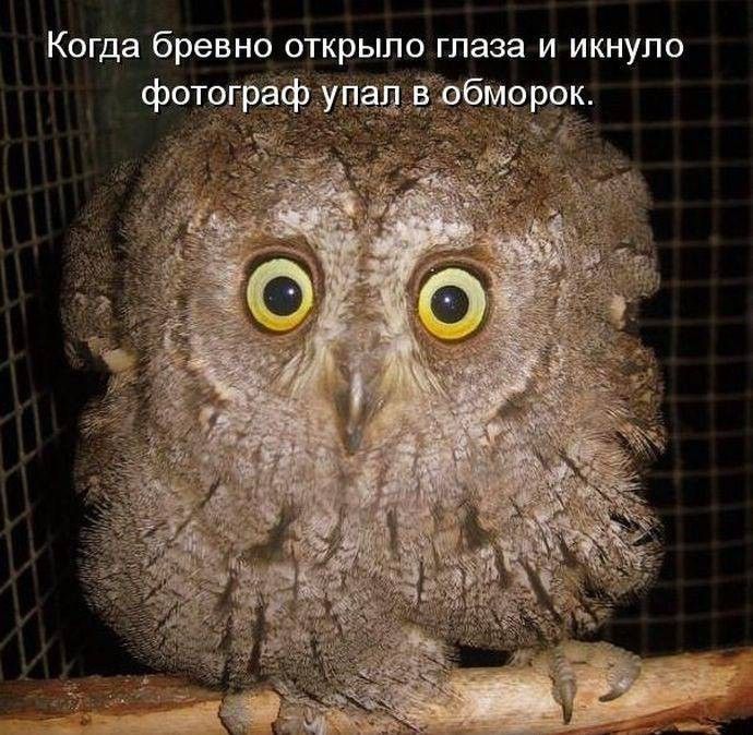 Когда бревно открыло глаза и икнуло фотограф упал в обморок.