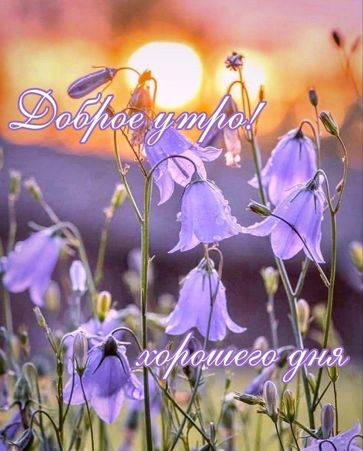 Доброе утро! хорошего дня