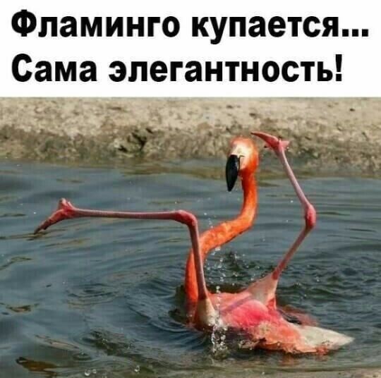 Фламинго купается... Сама элегантность!
