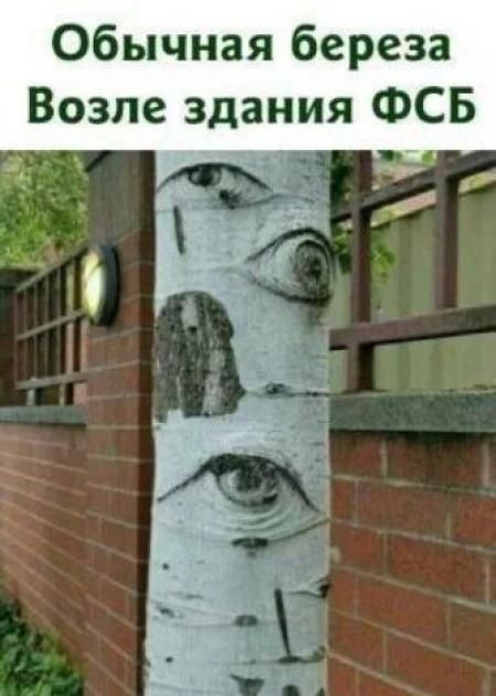 Обычная береза
Возле здания ФСБ