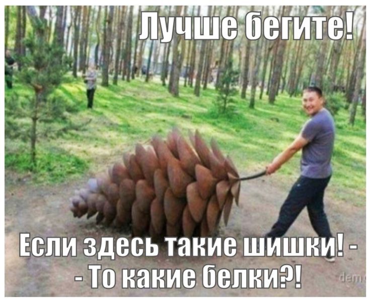 Лучше бегите! Если здесь такие шишки! - То какие белки?!