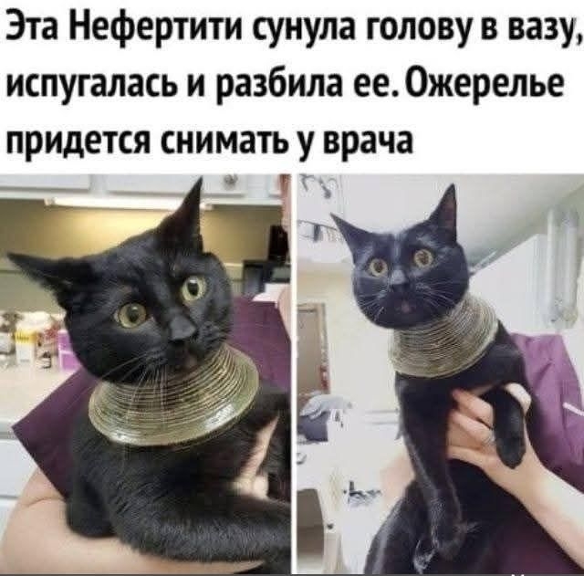 Эта Нефертити сунула голову в вазу, испугалась и разбиула ее. Ожерелье придется снимать у врача.