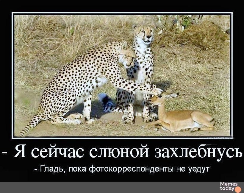  - Я сейчас слоновой захлебнусь
 - Гладь, пока фотокорреспонденты не увидят