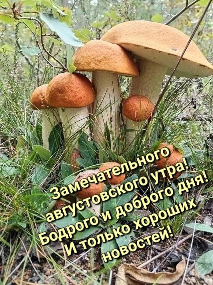 Замечательного августовского утра! Бодрого и доброго дня! И только хороших новостей!