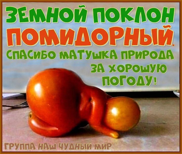 Земной поклон помидорный. Спасибо матушка природа за хорошую погоду!