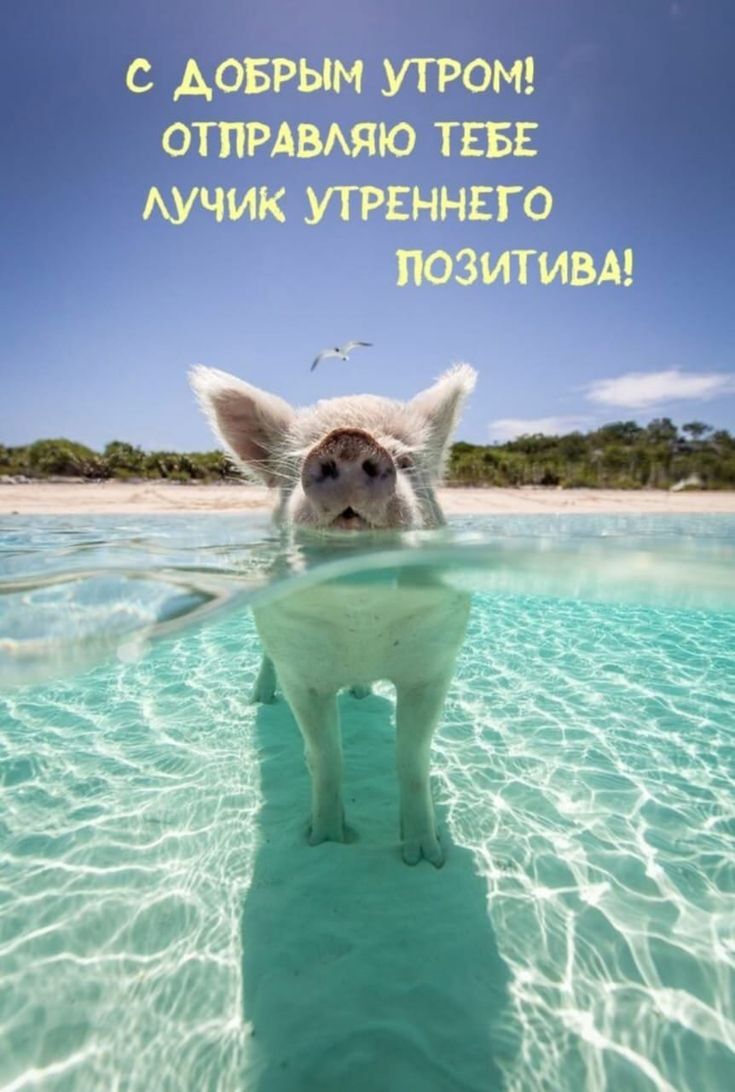 С ДОБРЫМ УТРОМ! ОТПРАВЛЯЮ ТЕБЕ ЛУЧИК УТРЕННЕГО ПОЗИТИВА!