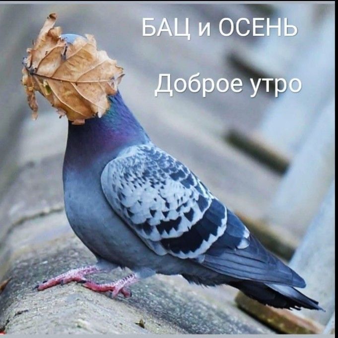 БАЦ и ОСЕНЬ
Доброе утро