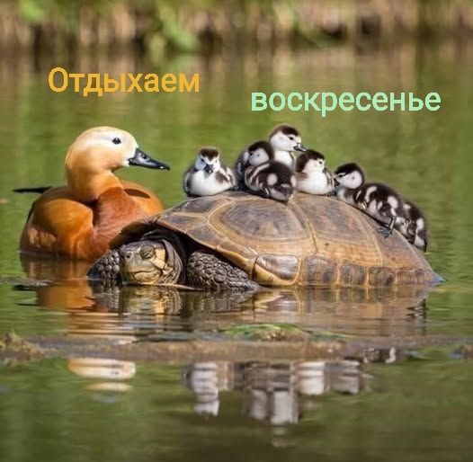 Отдыхаем воскресенье