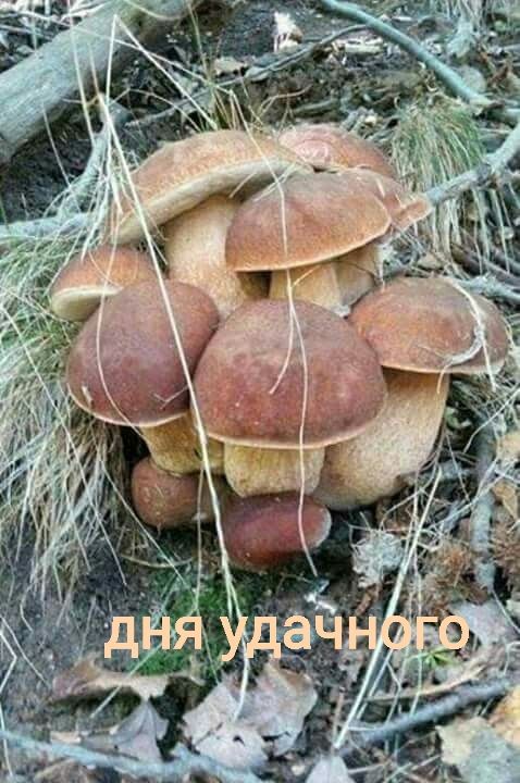 дня удачного
