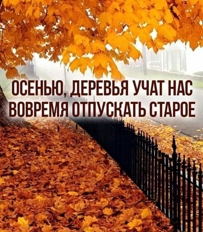 Осенью, деревья учат нас вовремя отпускать старое