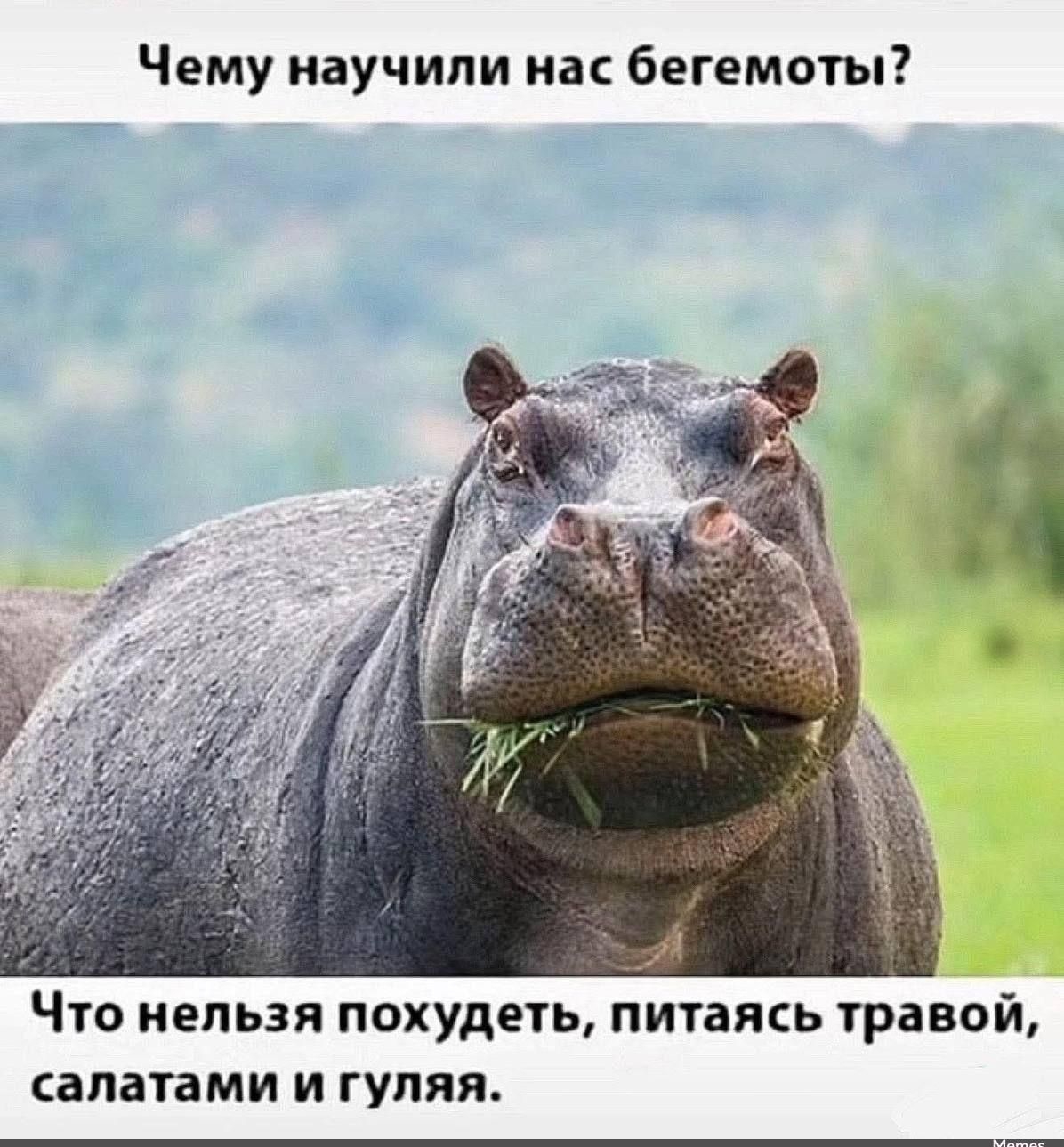 Чему научили нас бегемоты?
Что нельзя похудеть, питаясь травой, салатами и гуляя.