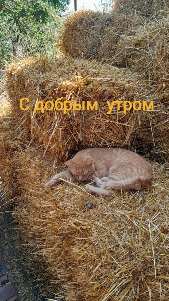 С добрым утром
