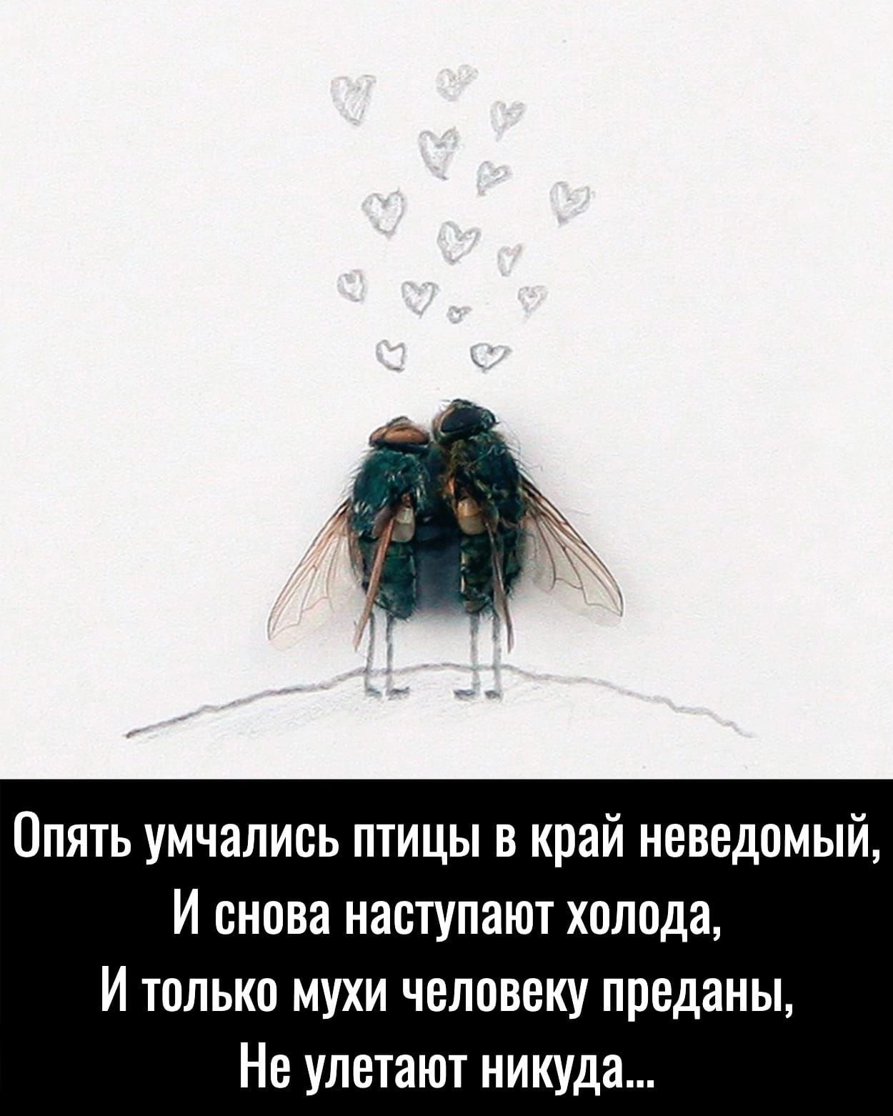 Опять умчались птицы в край неведомый,
И снова наступают холода,
И только мухи человеку преданы,
Не улетают никуда...