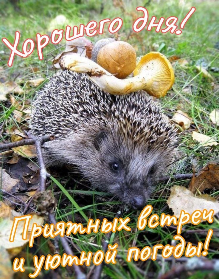 Хорошего дня! Приятных встреч и уютной погоды!