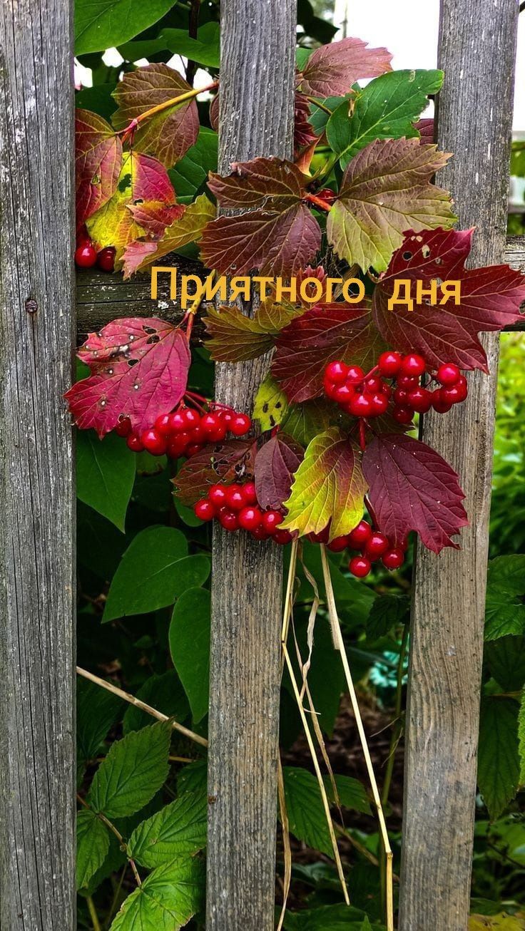 Приятного дня