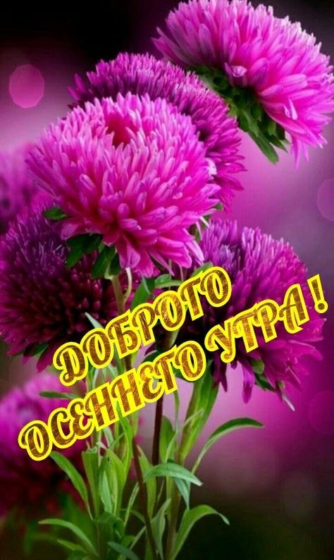 ДОБРОГО ОСЕННЕГО УТРА !