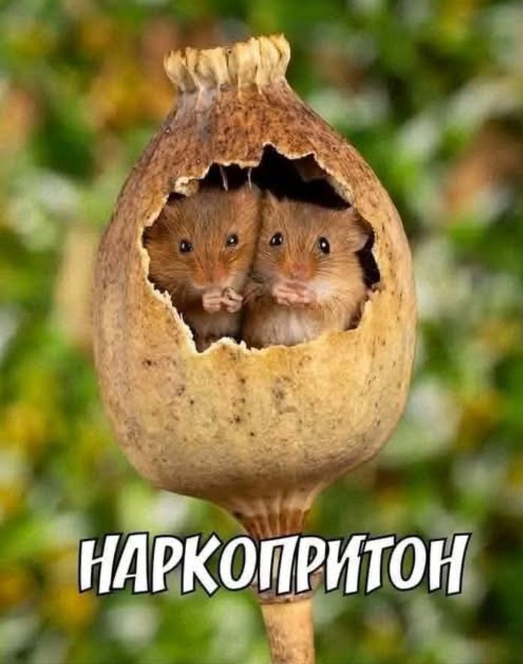 НАРКОПРИТОН