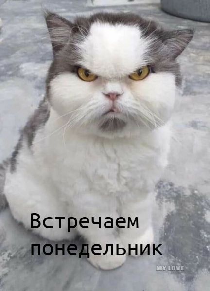 Встречаем понедельник