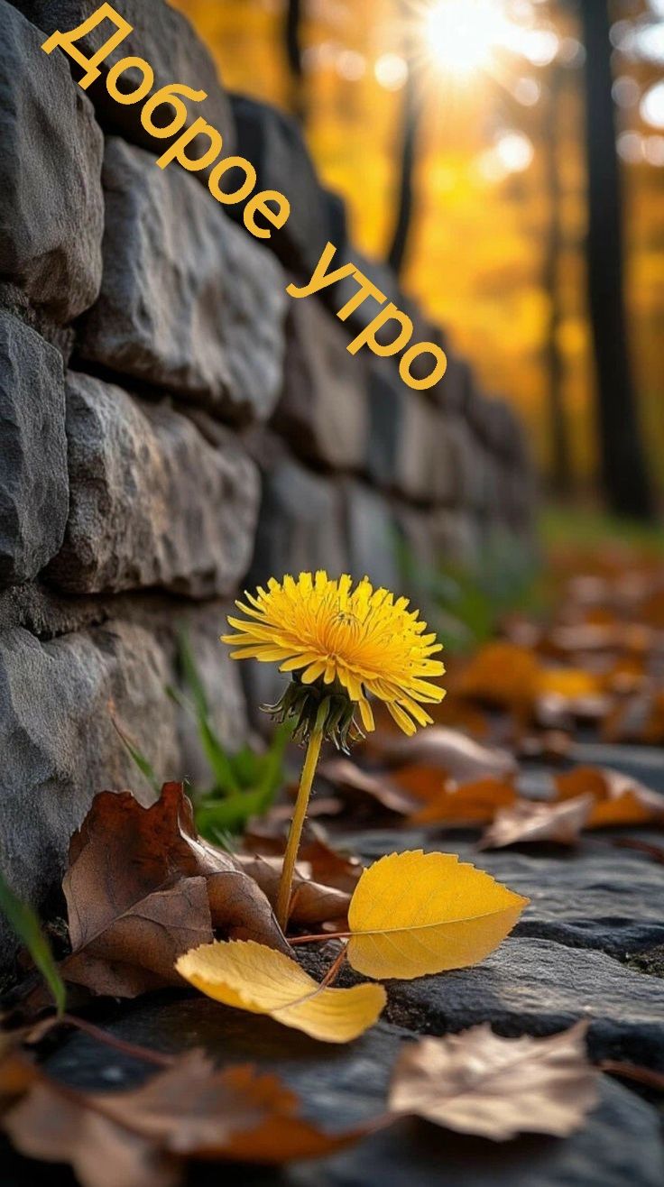 Доброе утро