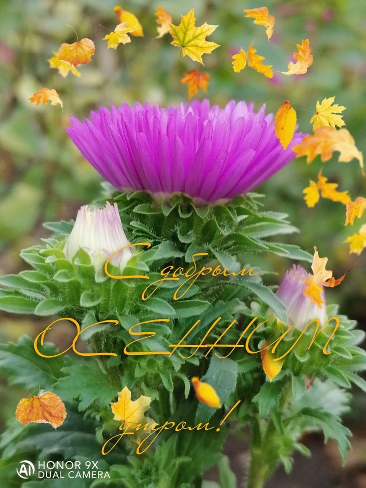 С добрым утром! Осенью!