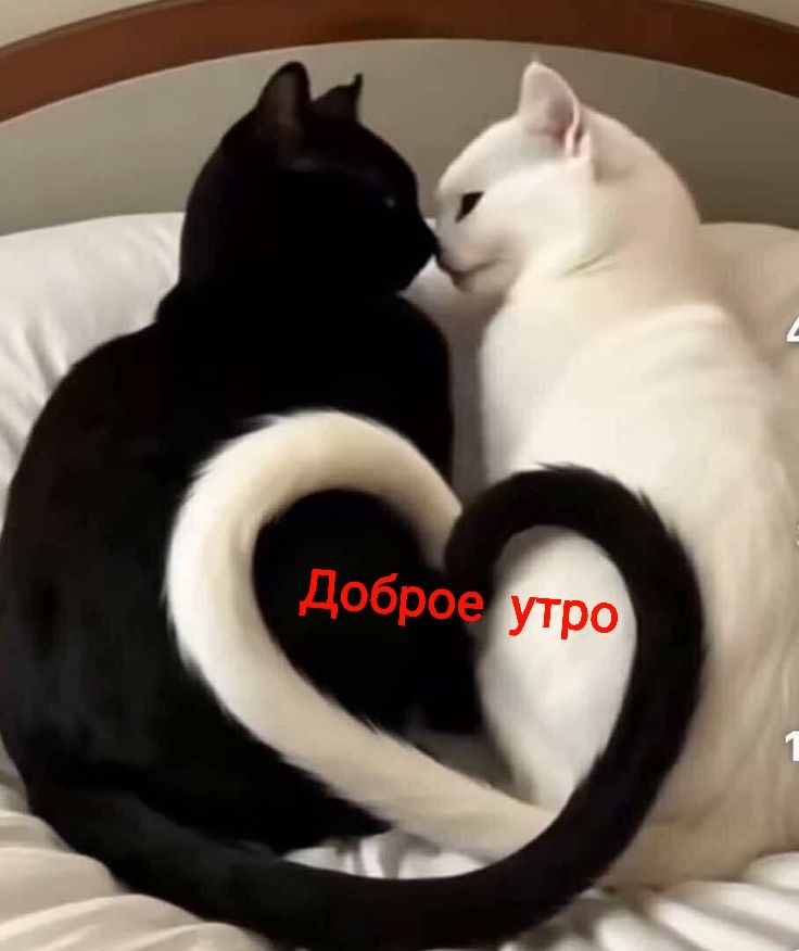 Доброе утро