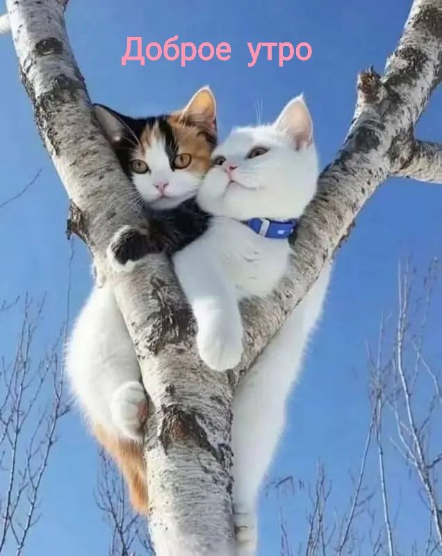 Доброе утро