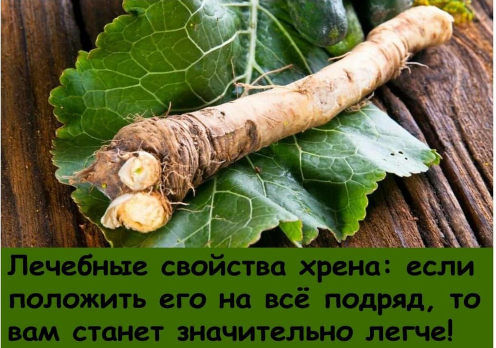 Лечебные свойства хрена: если положить его на всё подряд, то вам станет значительно легче!