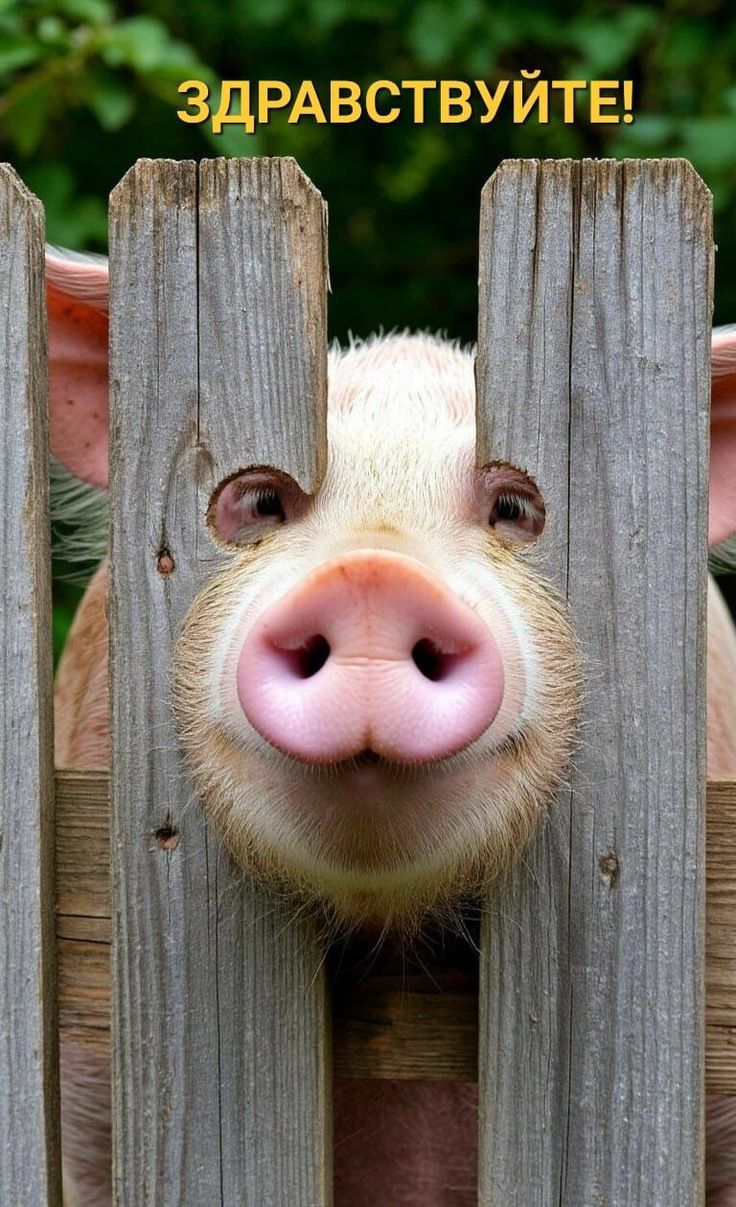 ЗДРАВСТВУЙТЕ!