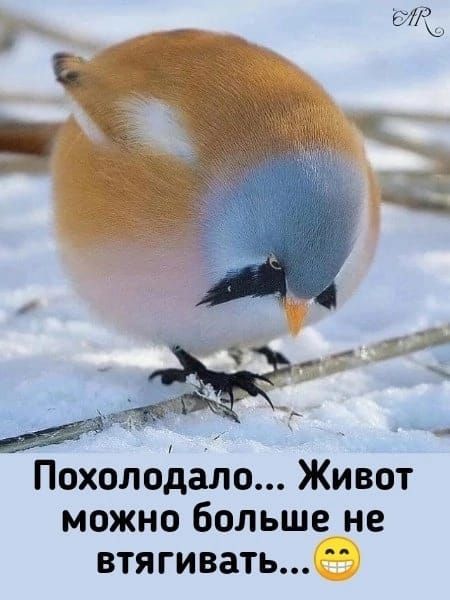 Похолодало... Живот можно больше не втягивать...