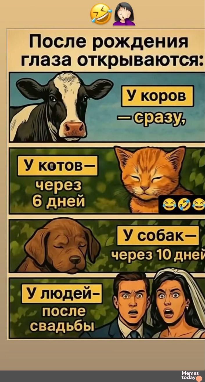 После рождения глаза открываются: У коров — сразу, У котов — через 6 дней, У собак — через 10 дней, У людей — после свадьбы