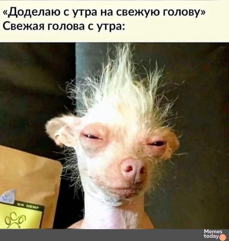 «Доделаю с утра на свежую голову» Свежая голова с утра: