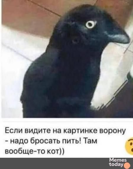 Если видите на картинке ворону - надо бросать пить! Там вообще-то кот))
