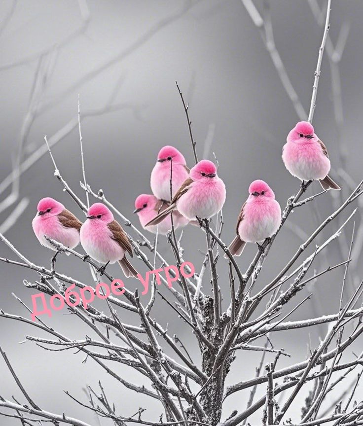 Доброе утро