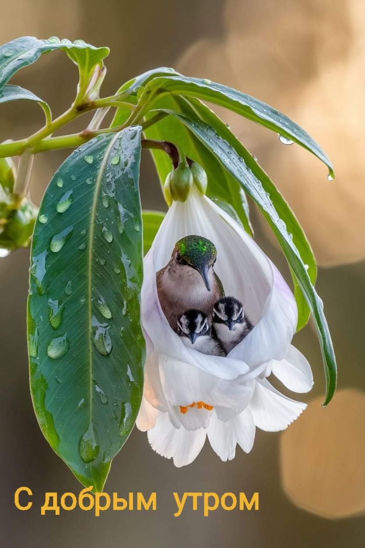С добрым утром