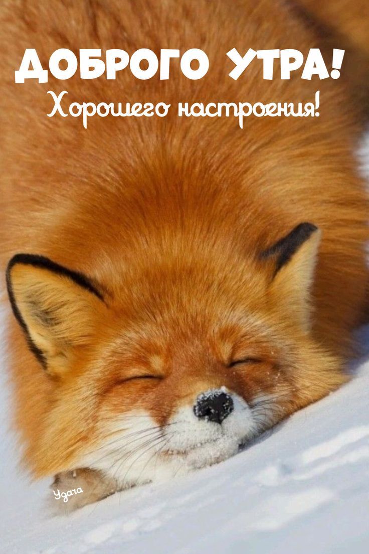 ДОБРОГО УТРА! Хорошего настроения!